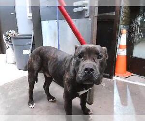 Mutt Dogs for adoption in Tulsa, OK, USA