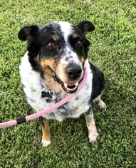 Australian Shepherd-Unknown Mix Dogs for adoption in Atwood, CA, USA