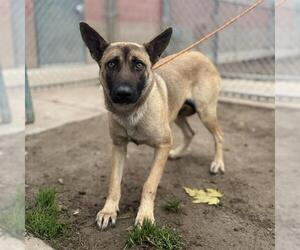 German Shepherd Dog Dogs for adoption in Modesto, CA, USA