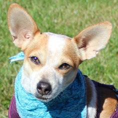 Jack Chi Dogs for adoption in Fairfax, VA, USA
