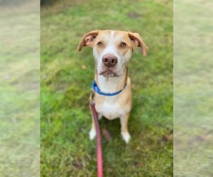 Labrador Retriever-Staffordshire Bull Terrier Mix Dogs for adoption in Bellevue, WA, USA