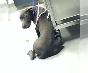 Great Dane-Unknown Mix Dogs for adoption in Fayetteville, NC, USA