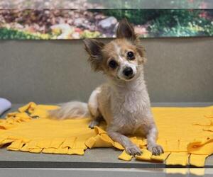 Chihuahua-Unknown Mix Dogs for adoption in Moreno Valley, CA, USA