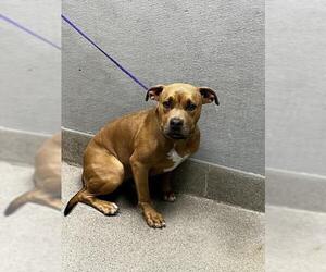 American Pit Bull Terrier-Unknown Mix Dogs for adoption in Las Vegas, NV, USA