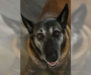 Mutt Dogs for adoption in Modesto, CA, USA