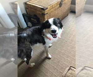 Border Collie Dogs for adoption in Greenville, SC, USA