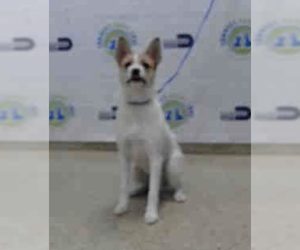 Parson Russell Terrier Dogs for adoption in Columbia, TN, USA
