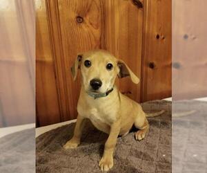 Dachshund-Unknown Mix Dogs for adoption in Fredericksburg, VA, USA