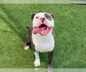 Mutt Dogs for adoption in Orange, CA, USA