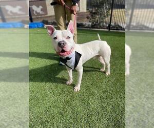American Pit Bull Terrier Dogs for adoption in Baytown, TX, USA