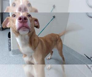 Basenji-Unknown Mix Dogs for adoption in Pasadena, TX, USA