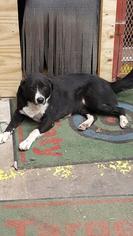 Borador Dogs for adoption in San Antonio, TX, USA