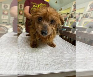 Silky Terrier Dogs for adoption in Benton, LA, USA