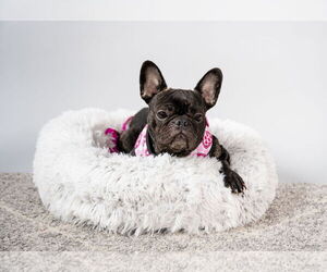 French Bulldog Dogs for adoption in St. Louis Park, MN, USA