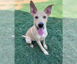 Labrador Retriever-Unknown Mix Dogs for adoption in Plano, TX, USA