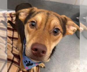 German Shepherd Dog-Unknown Mix Dogs for adoption in San Antonio, TX, USA