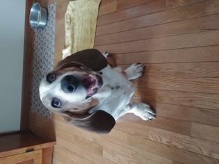 Basset Hound Dogs for adoption in Cedar Rapids, IA, USA
