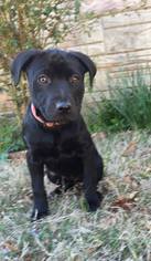 Medium Photo #1 Labrador Retriever-Unknown Mix Puppy For Sale in Brighton, TN, USA