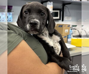 Labrador Retriever-Unknown Mix Dogs for adoption in Washington, DC, USA