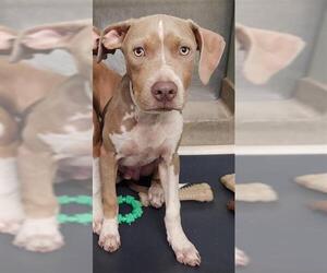 American Staffordshire Terrier Dogs for adoption in Fort Lauderdale, FL, USA