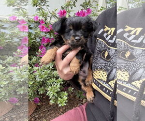 Dachshund-Spaniel Mix Dogs for adoption in Chico, CA, USA