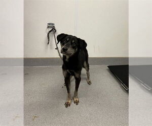 Labrador Retriever-Unknown Mix Dogs for adoption in Rancho Cucamonga, CA, USA