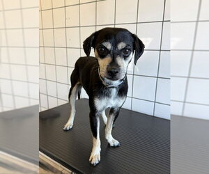 Mutt Dogs for adoption in Downey, CA, USA
