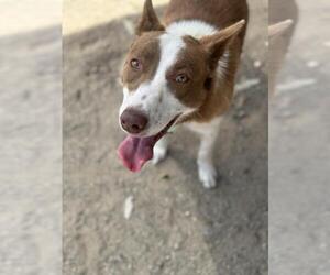 Border-Aussie Dogs for adoption in Santa Maria, CA, USA