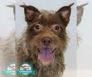 Mutt Dogs for adoption in Kennesaw, GA, USA