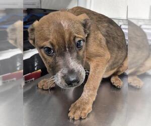 Medium Photo #1 Texas Heeler-Unknown Mix Puppy For Sale in Bakersfield, CA, USA