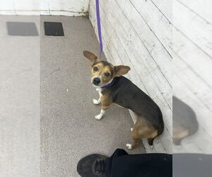 Chihuahua-Unknown Mix Dogs for adoption in San Bernardino, CA, USA