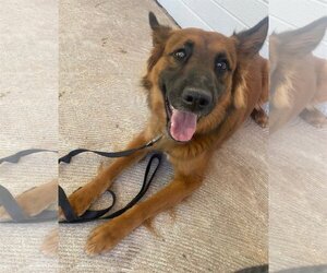 Golden Retriever-Unknown Mix Dogs for adoption in Queen Creek, AZ, USA