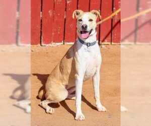 Greyhound-Labrador Retriever Mix Dogs for adoption in Rio Rancho, NM, USA