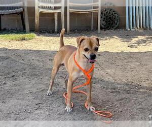 Chug Dogs for adoption in Orange, CA, USA