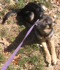 German Shepherd Dog Dogs for adoption in Birch Tree, MO, USA