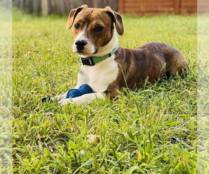 Doxle Dogs for adoption in Princeton, MN, USA