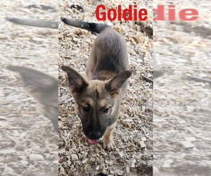 German Shepherd Dog-Unknown Mix Dogs for adoption in Benton, PA, USA