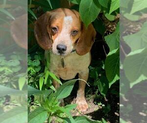 Beagle Dogs for adoption in Rockville, MD, USA