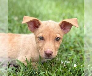 Mutt Dogs for adoption in Yardley, PA, USA