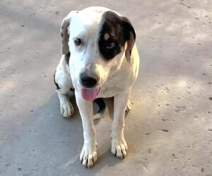 American Pit Bull Terrier-Unknown Mix Dogs for adoption in Bakersfield, CA, USA