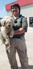 Cockapoo Dogs for adoption in Arlington, WA, USA