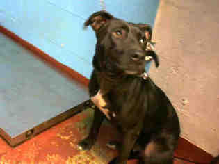 Labrador Retriever-Staffordshire Bull Terrier Mix Dogs for adoption in Atlanta, GA, USA