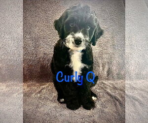 Poodle (Standard)-Unknown Mix Dogs for adoption in Oakhurst, NJ, USA