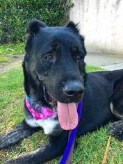 Beauceron Dogs for adoption in San Diego, CA, USA