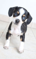 Doxle Dogs for adoption in Eden Prairie, MN, USA