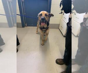 German Shepherd Dog Dogs for adoption in Corpus Christi, TX, USA