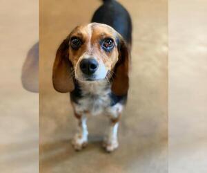 Beagle Dogs for adoption in Longview, TX, USA