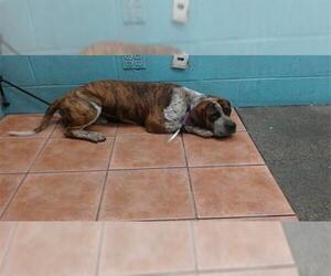 Basset Hound-Unknown Mix Dogs for adoption in Downey, CA, USA