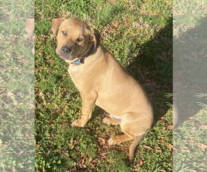 Mutt Dogs for adoption in Greenville, SC, USA