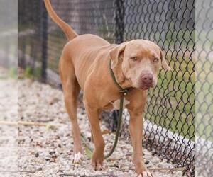 American Pit Bull Terrier-Unknown Mix Dogs for adoption in Waco, TX, USA